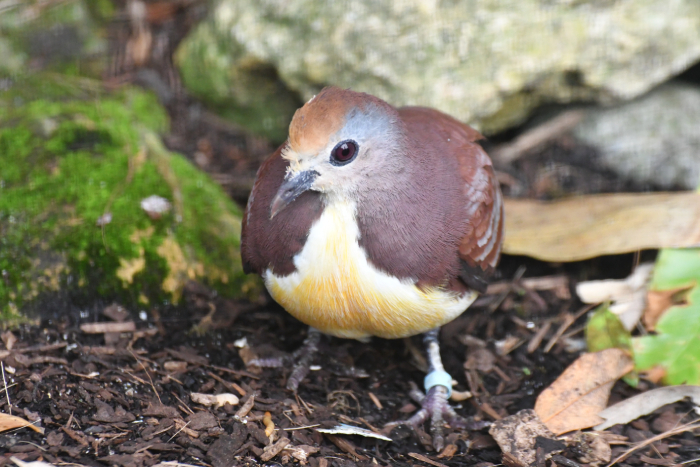 Cinnamon-lemon-Dove-pigeon